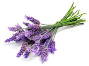 Ingredients: Lavender image
