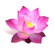 Ingredients: Lotus image