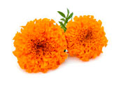Ingredients: Marigold petals image