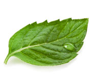 Ingredients: Mulberry leaves image