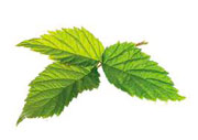Ingredients: Raspberry Leaf image