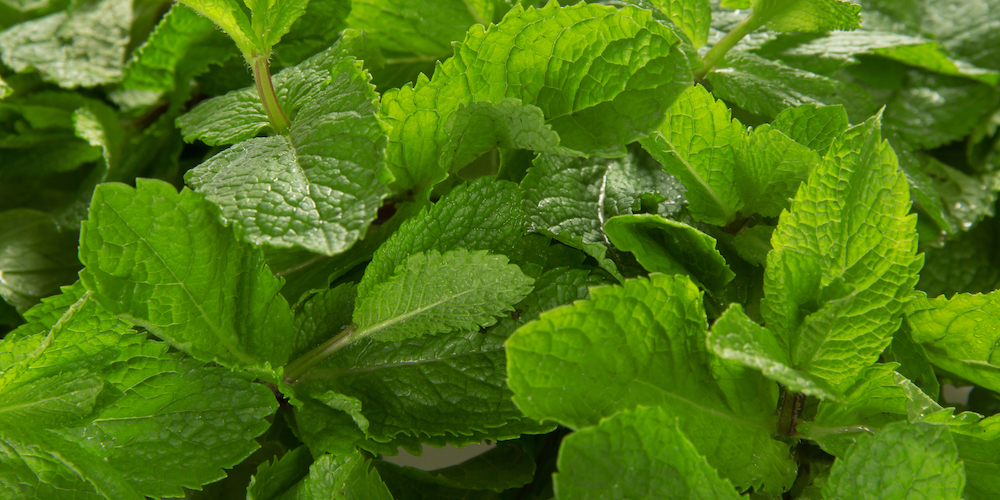 Spearmint Tea in Pregnancy