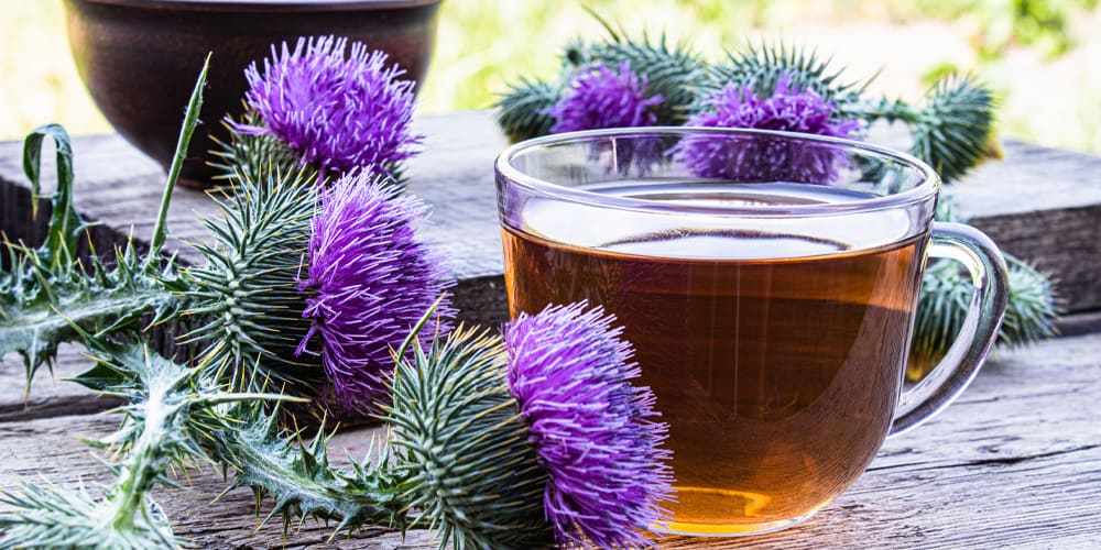12 Milk Thistle Benefits | Kent Tea & Coffee Co