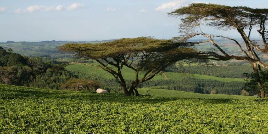 History of Tea Production in Malawi