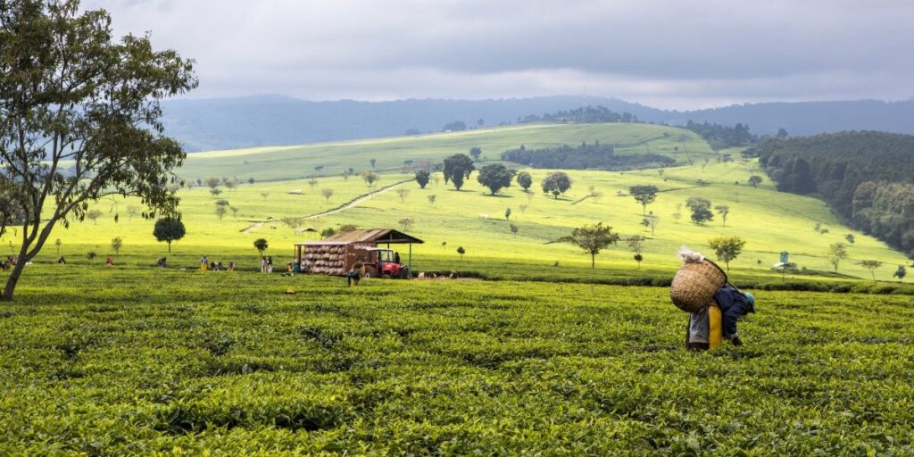 Kenya's Journey in Tea Cultivation