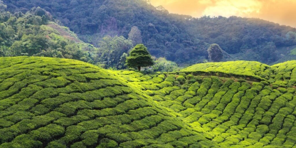 Major Tea Producing Areas in Kenya