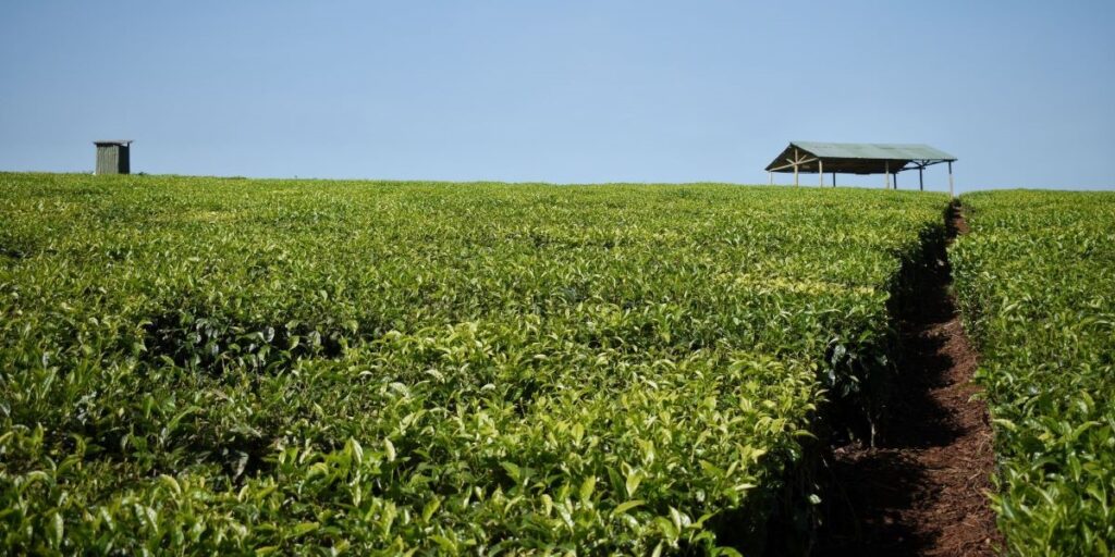 Sustainability Efforts in Malawi and Kenya