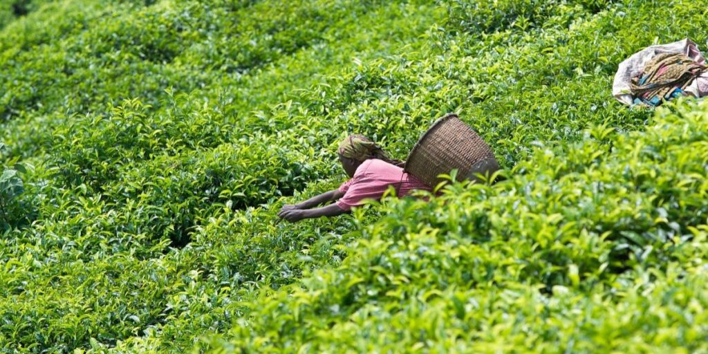 Tea Research and Development