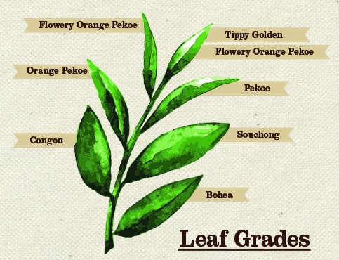 Tea Terminology | Understanding Tea Grades | tea-and-coffee.com