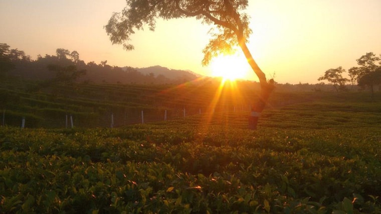 Assam Tea Dirok Estate at Sunset