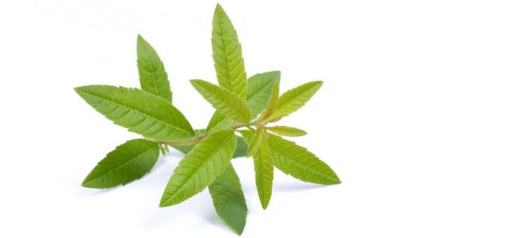 Lemon Verbena Joint Pain