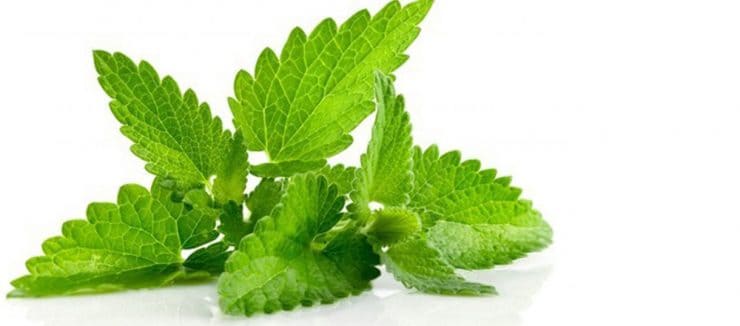 History of Spearmint