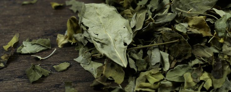 Moringa-thee gewichtsverlies