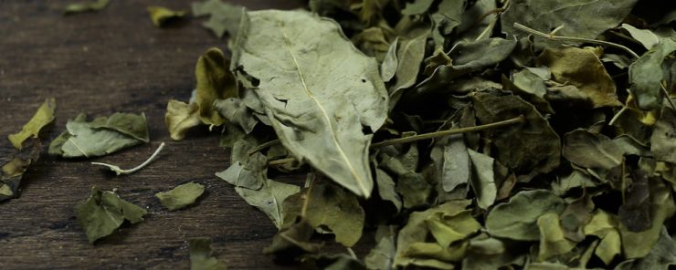 Pérdida de peso de Té de Moringa