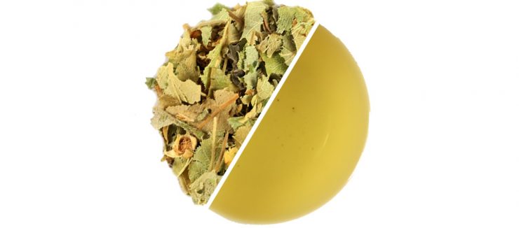 Linden Tea Benefits Linden Tea Benefits