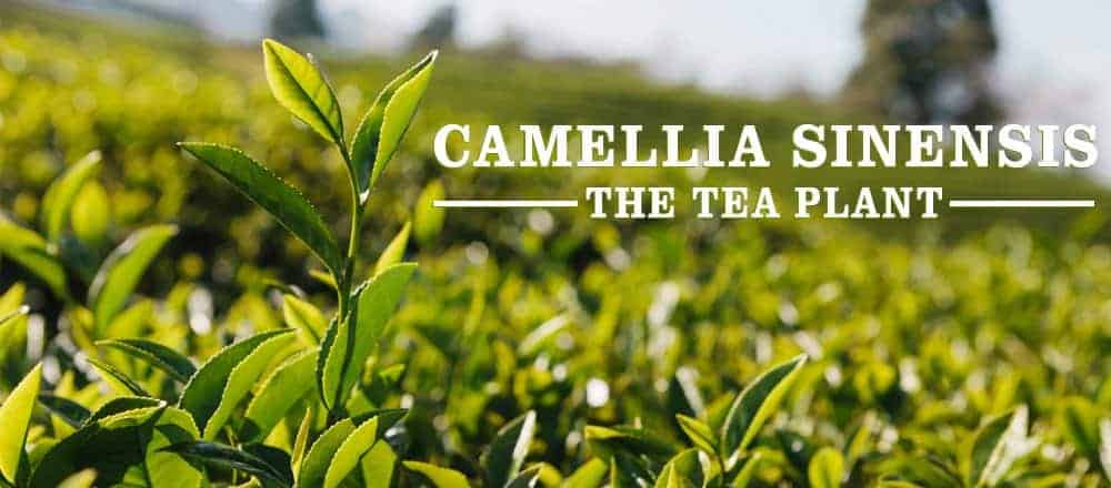 Camellia Sinensis Tea Plant