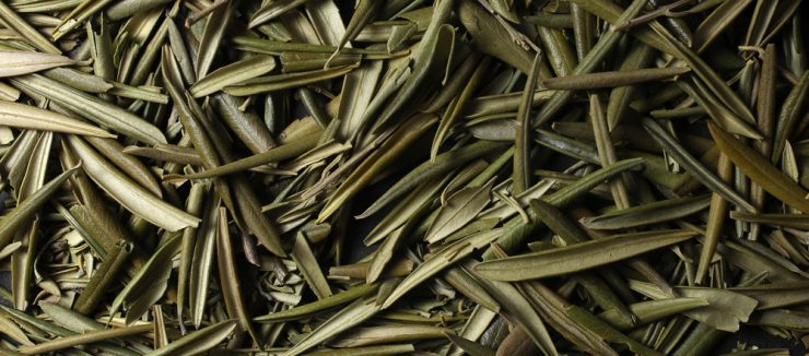 How to Make Olive Leaf Tea