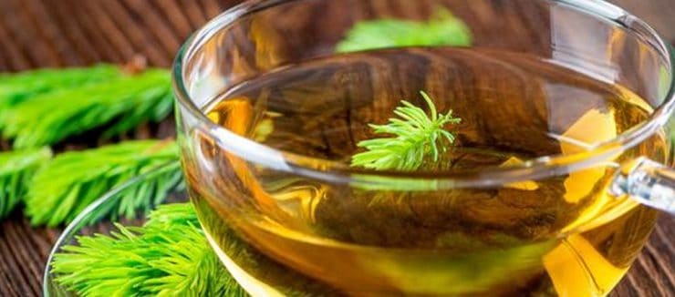 Pine Needle Tea Benefits