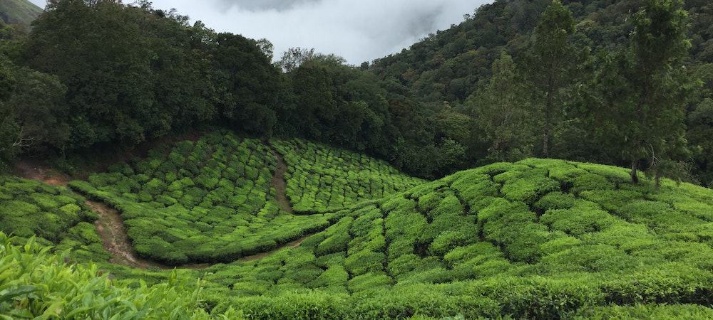 Top 30 Most Common Tea Questions Tea and Coffee