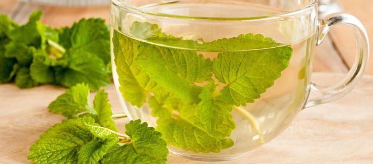Lemon Balm Tea Benefits Backed By Science
