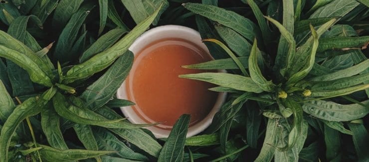 Lemon Balm Tea Benefits Weight Loss