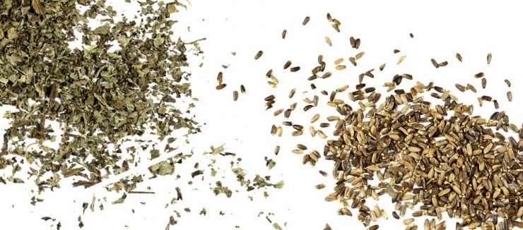 Milk Thistle Tea Benefits