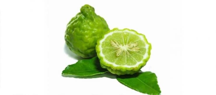 Wild Bergamot Tea Benefits