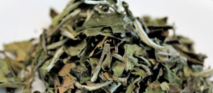 Echineacea Tea While Pregnant
