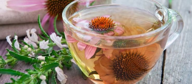 Echinacea Tea Immune System