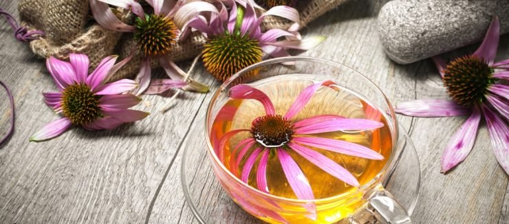 Echinacea Tea for Colds