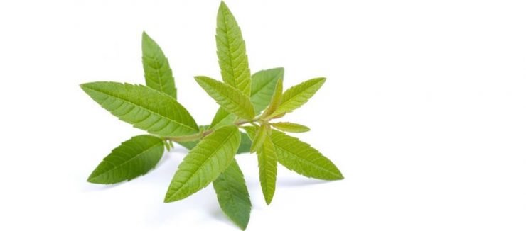 What is Lemon Verbena