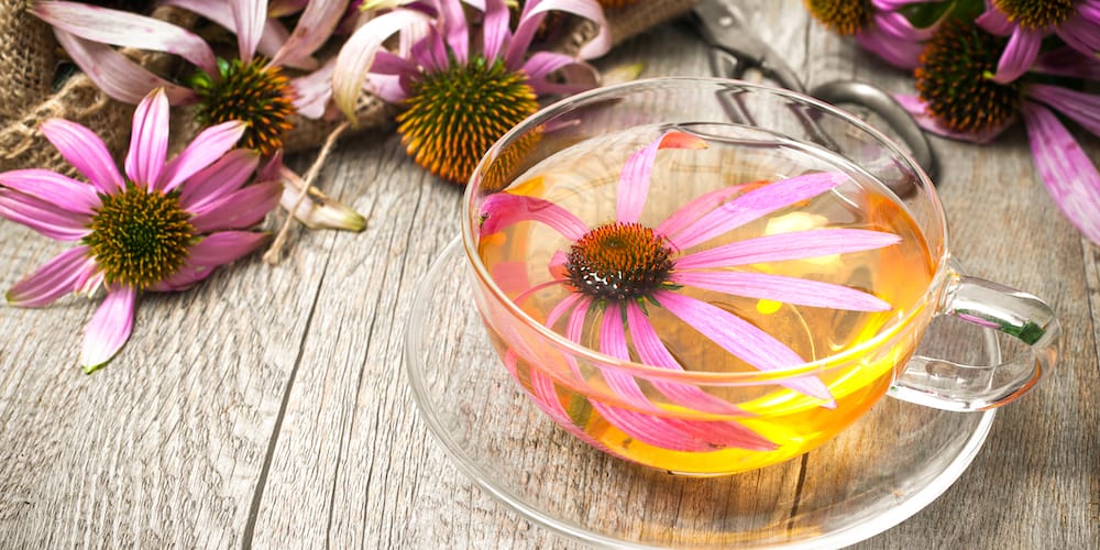 Echinacea Tea Benefits & Side Effects Guide