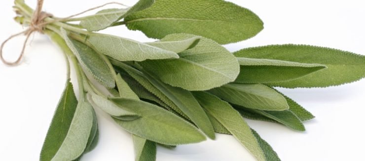 Sage Tea for Anxiety