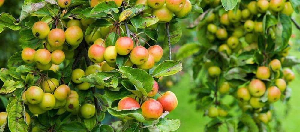 Crab Apple is an Ancestor to the Cultivated Apple