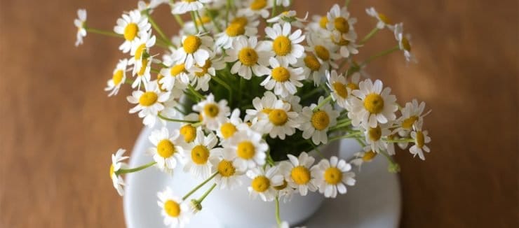 What is Camomile Tea