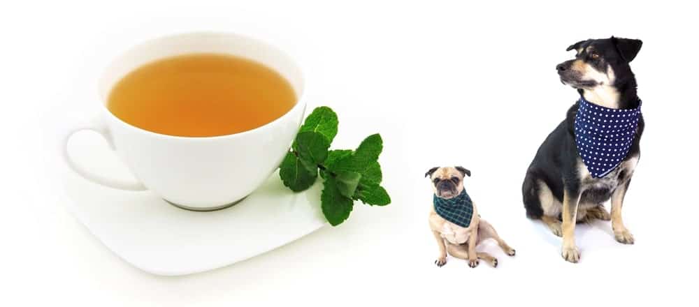 Can Dogs Drink Tea and Is it Safe?