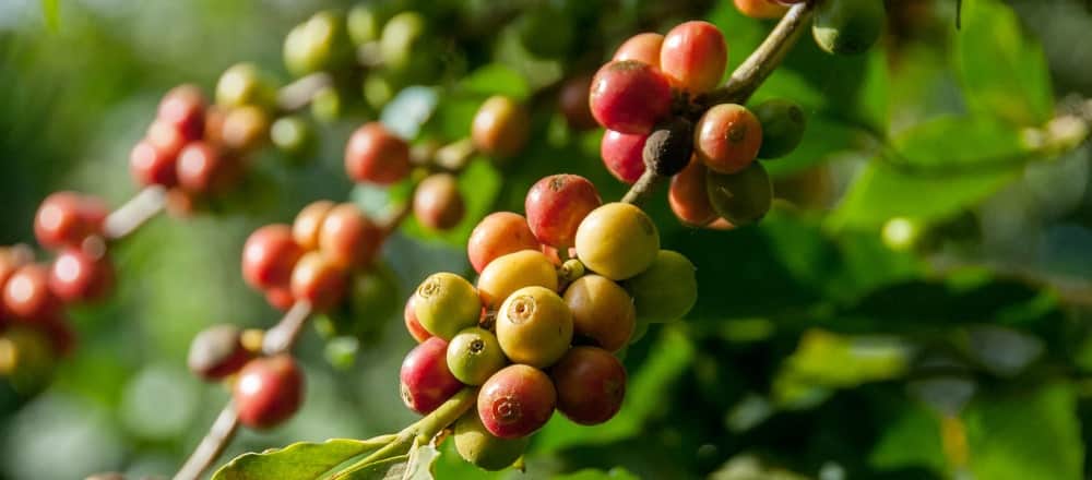 What is Arabica Coffee and Where is it From?