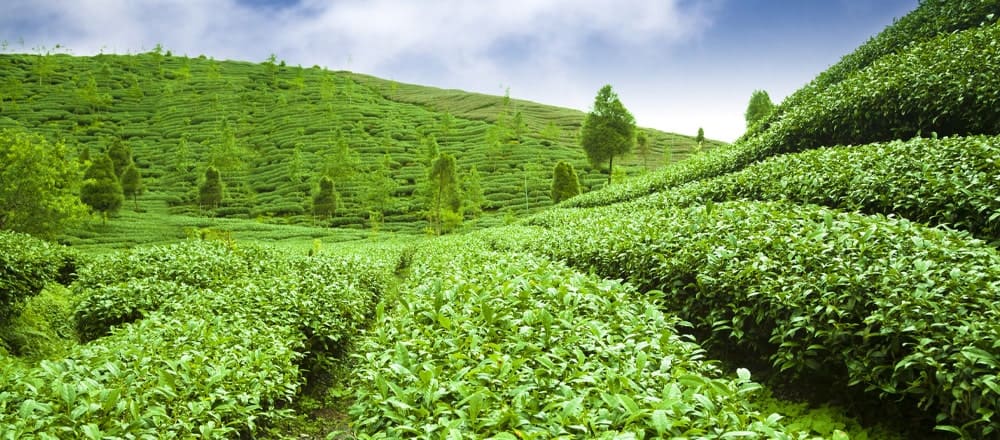 Effects of Climate Change on Tea Production