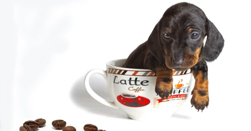 what happens when dogs drink coffee