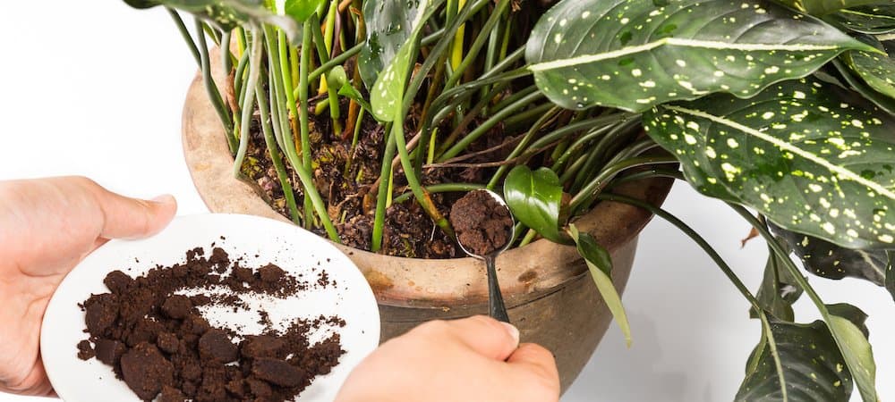 Why Coffee Grounds Are Good for Plants