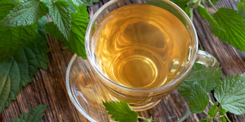 15 Nettle Tea Benefits Kent Tea & Coffee Co