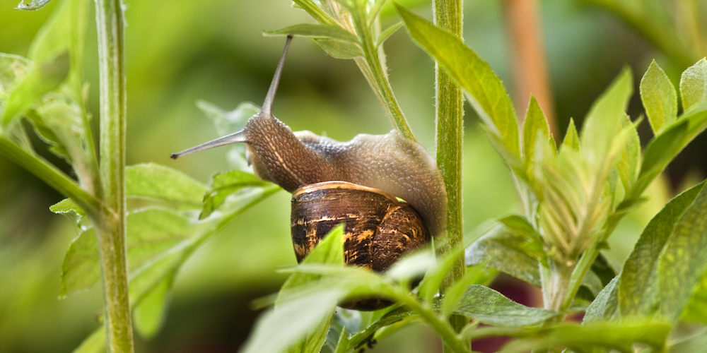 How to Get Rid of Slugs and Snails with Coffee