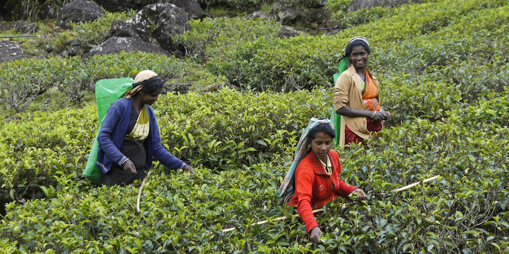 Sri Lanka's Tea Farmers are in Trouble