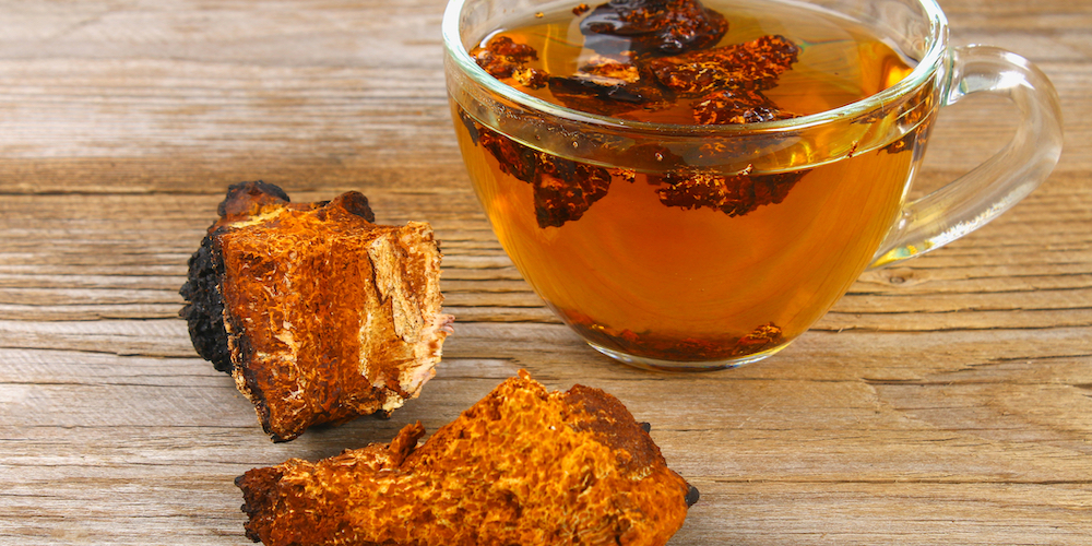 Chaga Tea Benefits Side Effects Kent Tea Coffee Co chaga-tea-benefits-side-effects-kent-tea-coffee-co