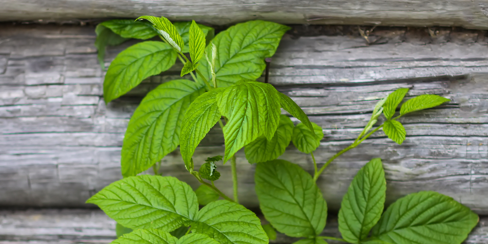 Rasberry Leaf Tea Benefits